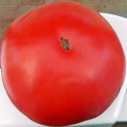 Fichier:Tomate prinz von sachsen coburg-1.jpg