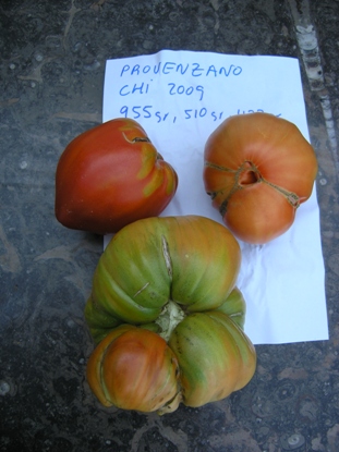 Fichier:Tomate provenzano-1.jpg
