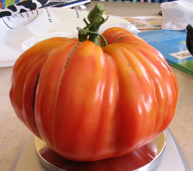 Fichier:Tomate provenzano-2.jpg