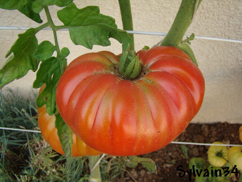 Fichier:Tomate purple perfect.jpg