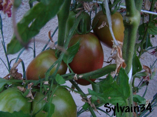 Fichier:Tomate purple russian-2.jpg