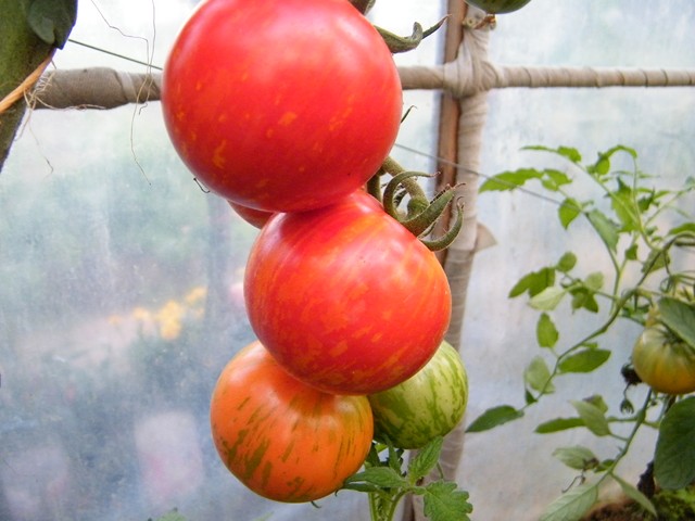 Fichier:Tomate red zebra op-1.jpg