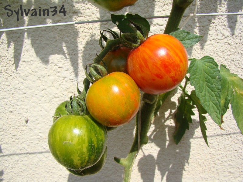 Fichier:Tomate red zebra op-2.jpg