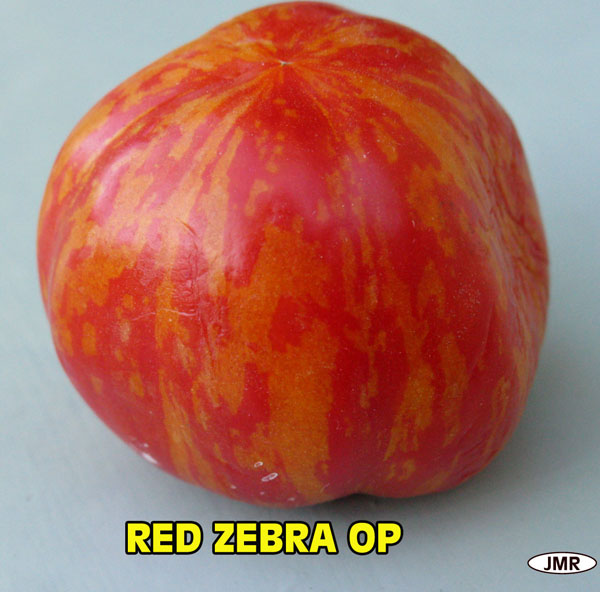 Fichier:Tomate red zebra op.jpg
