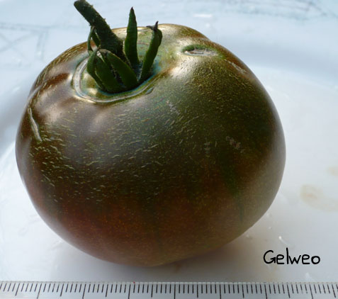 Fichier:Tomate robeson angolan.jpg