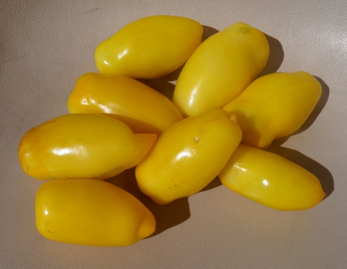 Fichier:Tomate roman candle op-2.jpg