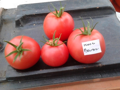 Fichier:Tomate rose de berne-2.jpg