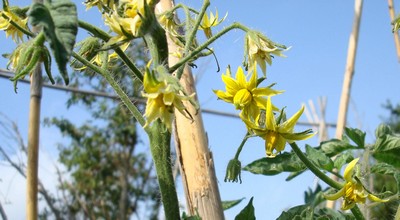 Fichier:Tomate royal hillbilly-2.jpg