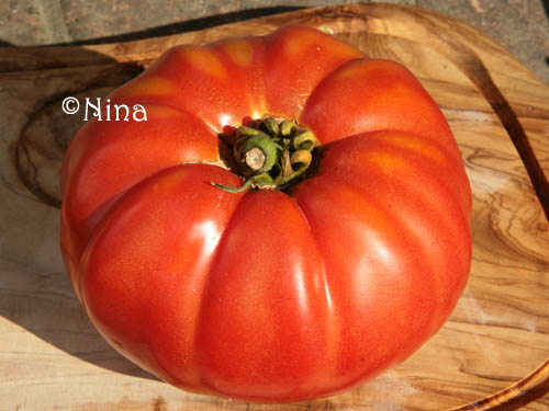 Fichier:Tomate sainte lucie-1.jpg