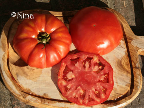 Fichier:Tomate sainte lucie-2.jpg