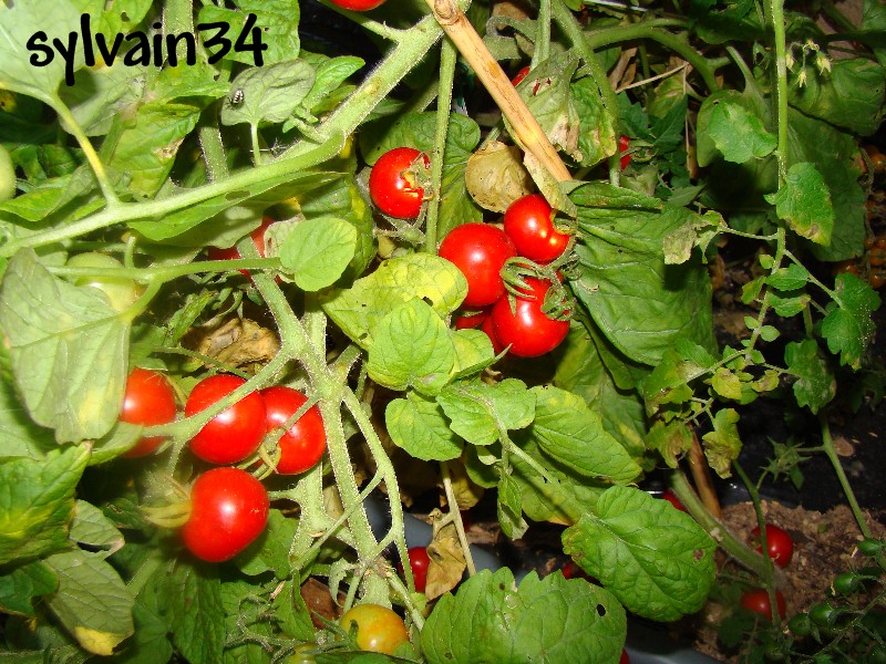 Fichier:Tomate samambaia.jpg