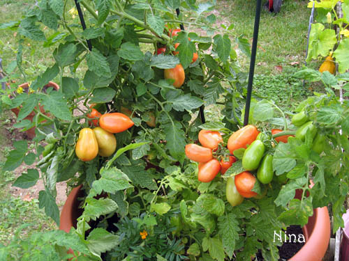 Fichier:Tomate san marzano lampadina-1.jpg