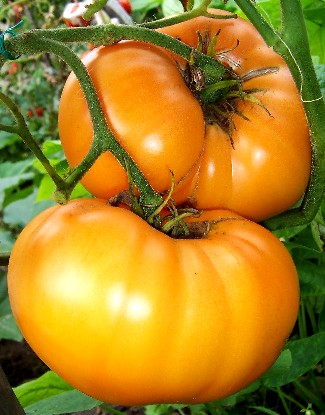 Fichier:Tomate schellenberg s favorite-1.jpg