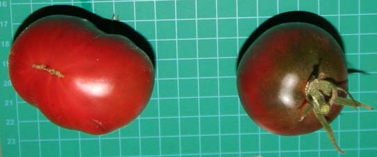 Fichier:Tomate shugan-1.jpg