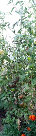 Fichier:Tomate shugan.jpg