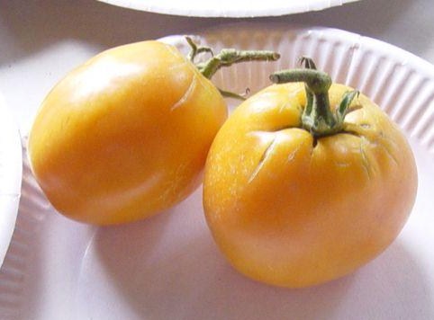 Fichier:Tomate sibirishe orange-1.jpg