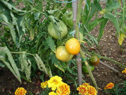 Fichier:Tomate sibirishe orange.jpg