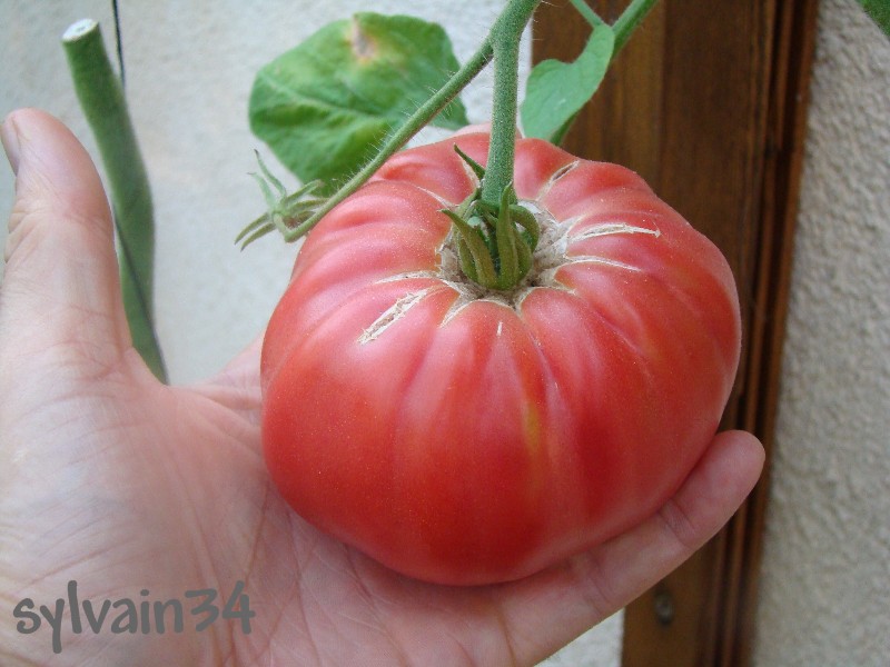 Fichier:Tomate soldaki-1.jpg