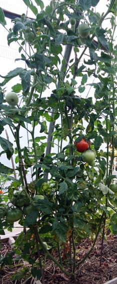 Fichier:Tomate sophie s choice.jpg