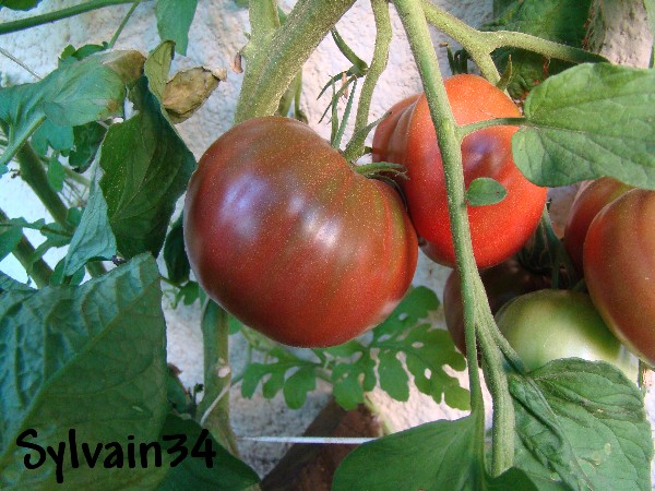 Fichier:Tomate southern night op.jpg