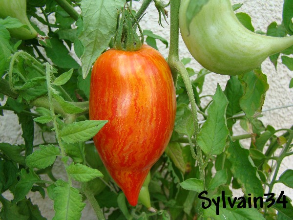Fichier:Tomate speckled roman op-2.jpg