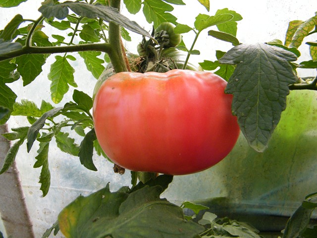 Fichier:Tomate steack russe-1.jpg