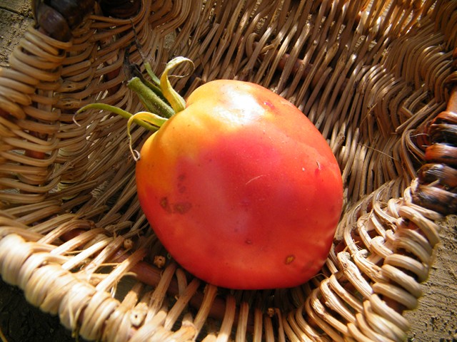 Fichier:Tomate stone.jpg