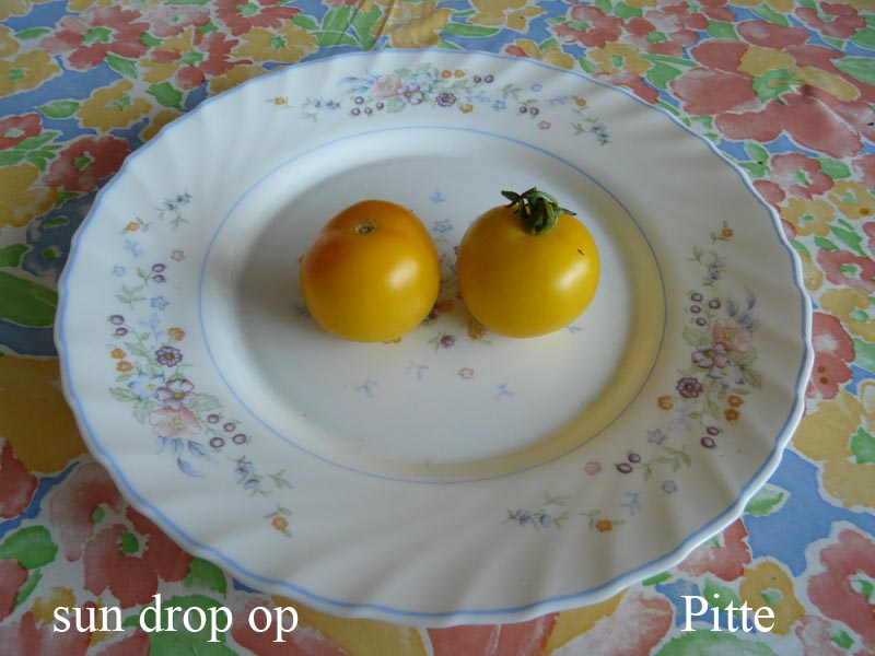 Fichier:Tomate sun drop op.jpg