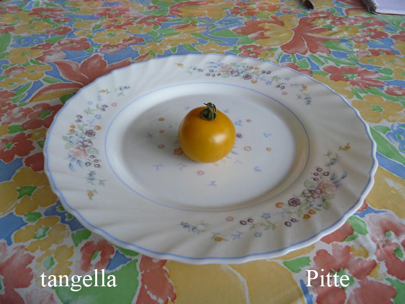 Fichier:Tomate tangella.jpg
