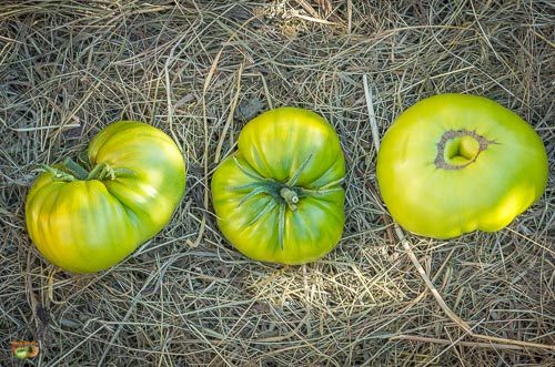 Fichier:Tomate tasty evergreen op.jpg