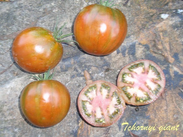 Fichier:Tomate tchyornyi gigant.jpg