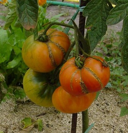 Fichier:Tomate texas star.jpg