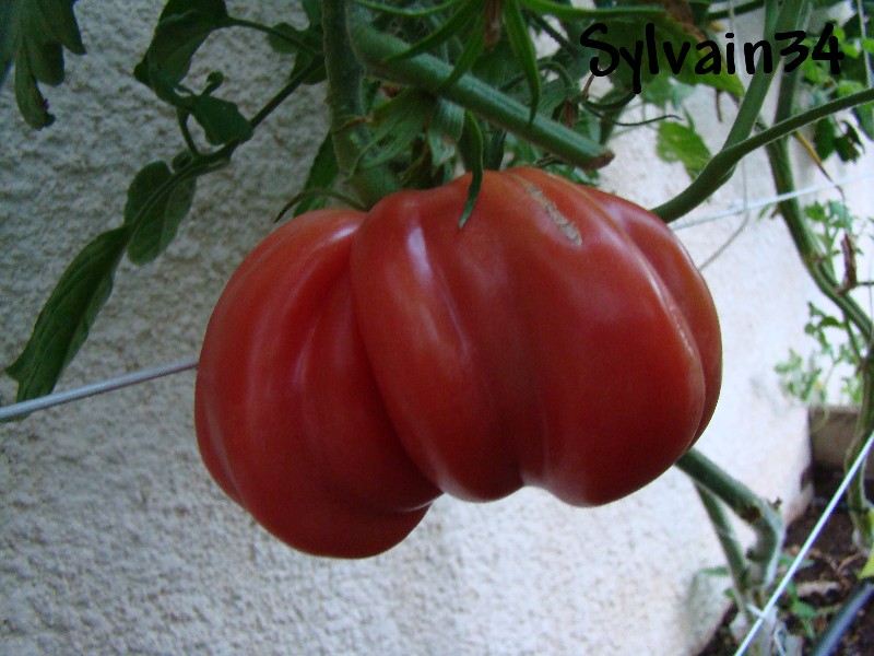 Fichier:Tomate tlacolula-1.jpg