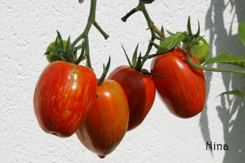 Fichier:Tomate tonnelet.jpg