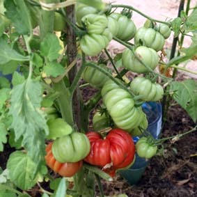 Fichier:Tomate trefle du togo-1.jpg