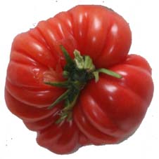 Fichier:Tomate trefle du togo-3.jpg