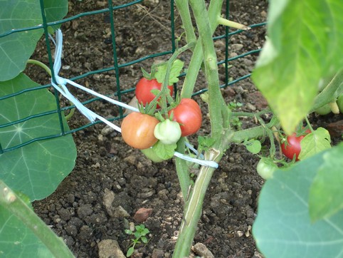 Fichier:Tomate trefle du togo.jpg