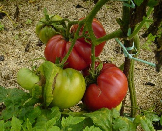 Fichier:Tomate turks muts regular leaf op-1.jpg