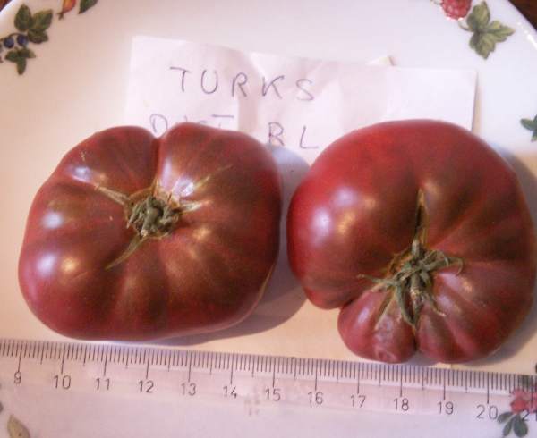 Fichier:Tomate turks muts regular leaf op.jpg