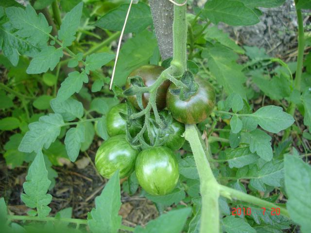 Fichier:Tomate tzi bi u-1.jpg