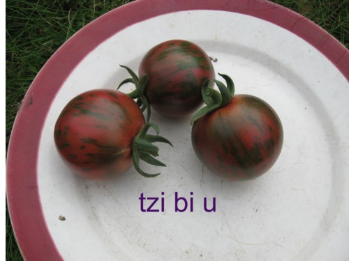 Fichier:Tomate tzi bi u.jpg