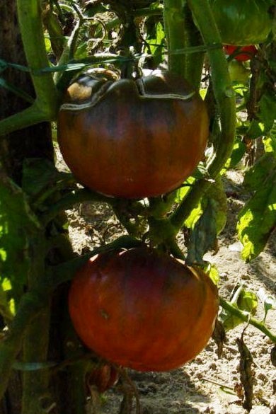 Fichier:Tomate uglitsch rotbraun-1.jpg