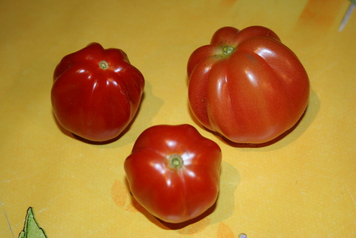 Fichier:Tomate verona-1.jpg