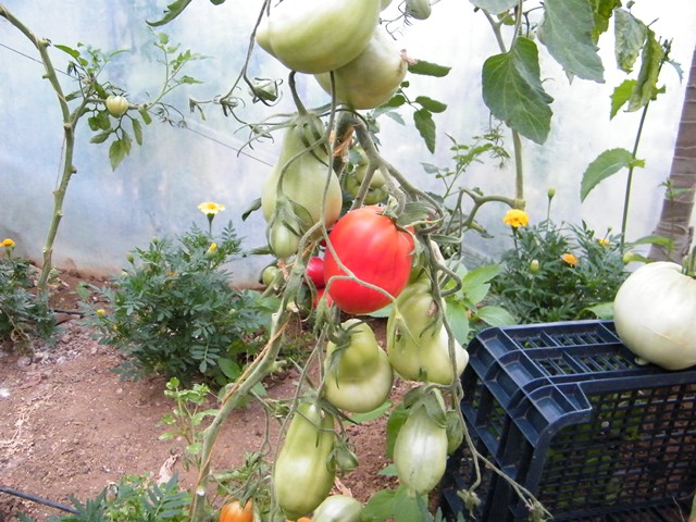 Fichier:Tomate verona.jpg