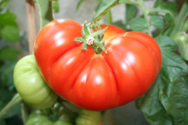 Fichier:Tomate vetchny zov-2.jpg