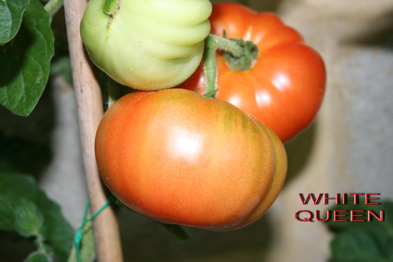 Fichier:Tomate vetchny zov.jpg