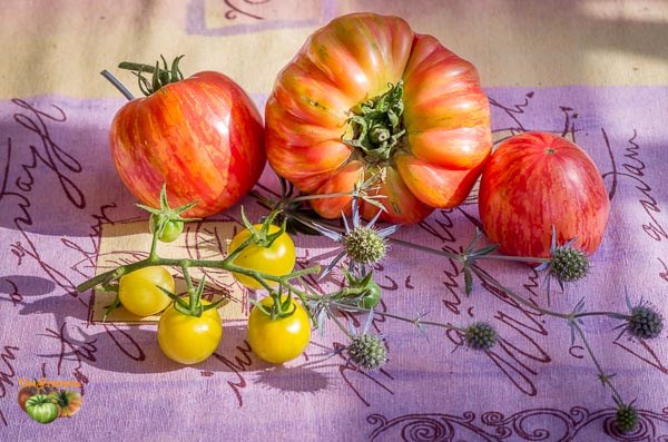 Fichier:Tomate vintage wine-2.jpg