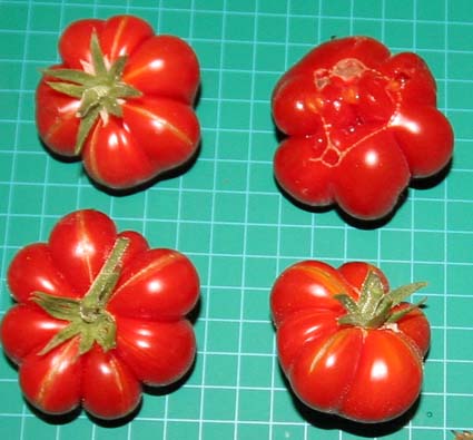 Fichier:Tomate voyage-1.jpg