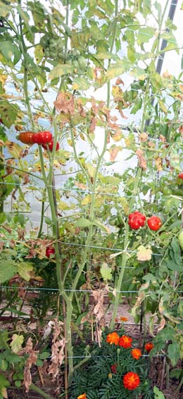 Fichier:Tomate voyage.jpg