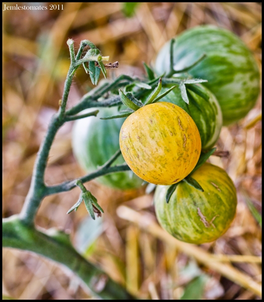 Fichier:Tomate white zebra.jpg